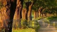 强行侵犯中文字幕-强行侵犯的阴霾，中文字幕下的警醒与反思